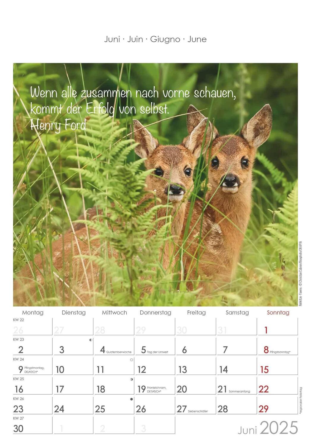 Bild: 4251732341039 | Kleine Freunde 2025 - Bildkalender 23,7x34 cm - Kalender mit Platz...