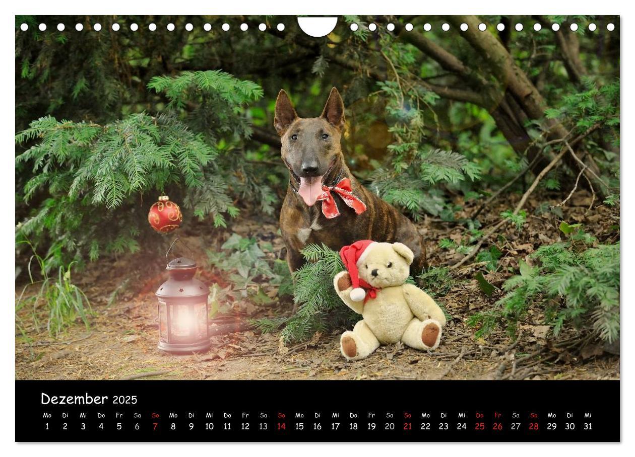 Bild: 9783435587230 | Bullterrier? Was sonst! (Wandkalender 2025 DIN A4 quer), CALVENDO...