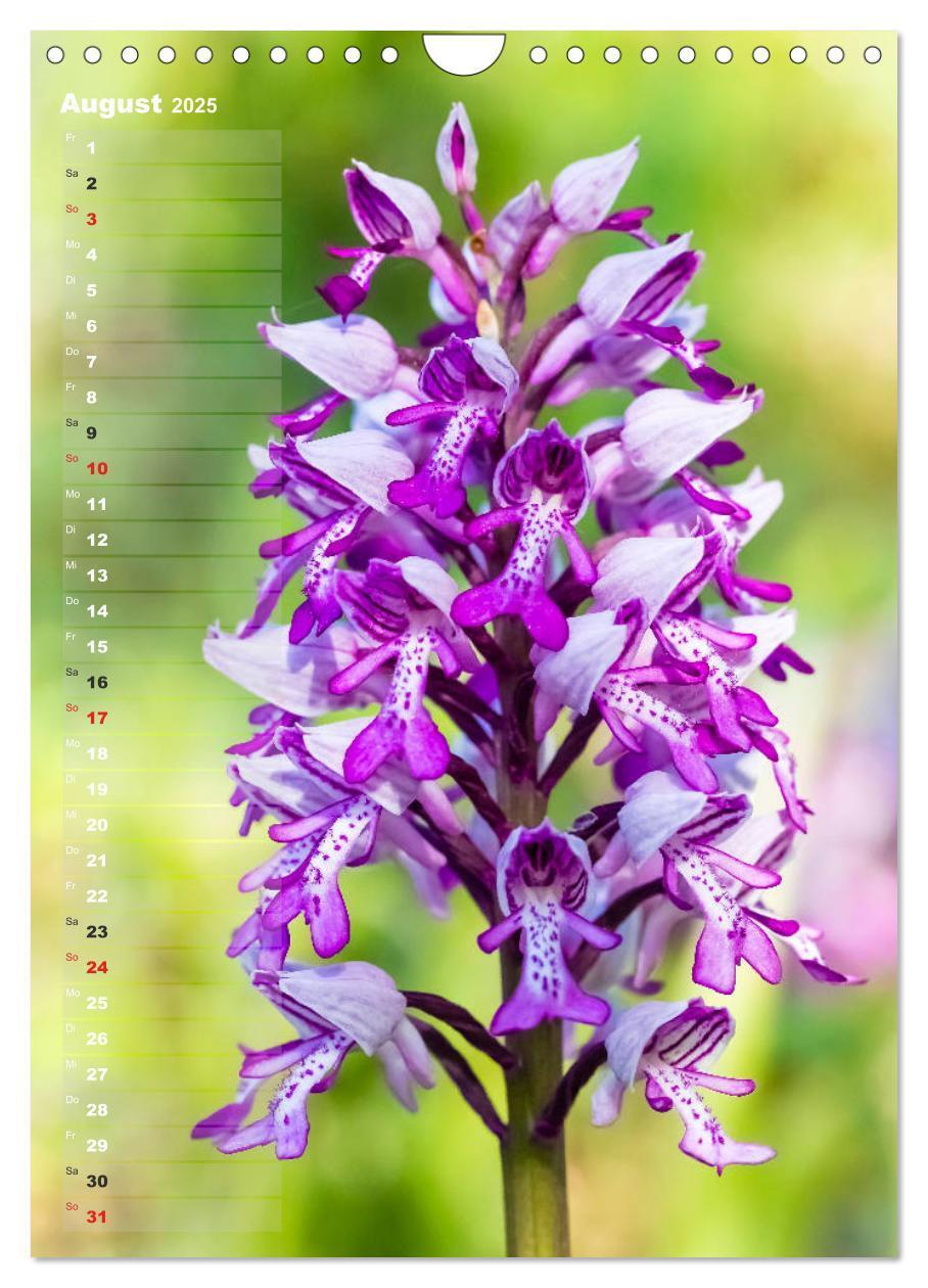 Bild: 9783435942473 | Auf der Suche nach Orchideen in Deutschland (Wandkalender 2025 DIN...