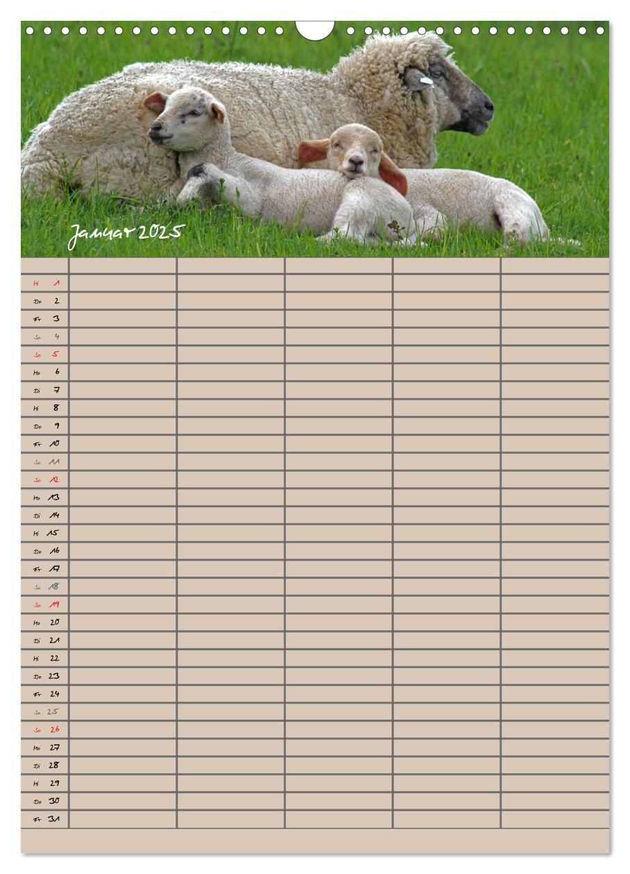 Bild: 9783457058329 | Der belämmerte Familienplaner (Wandkalender 2025 DIN A3 hoch),...