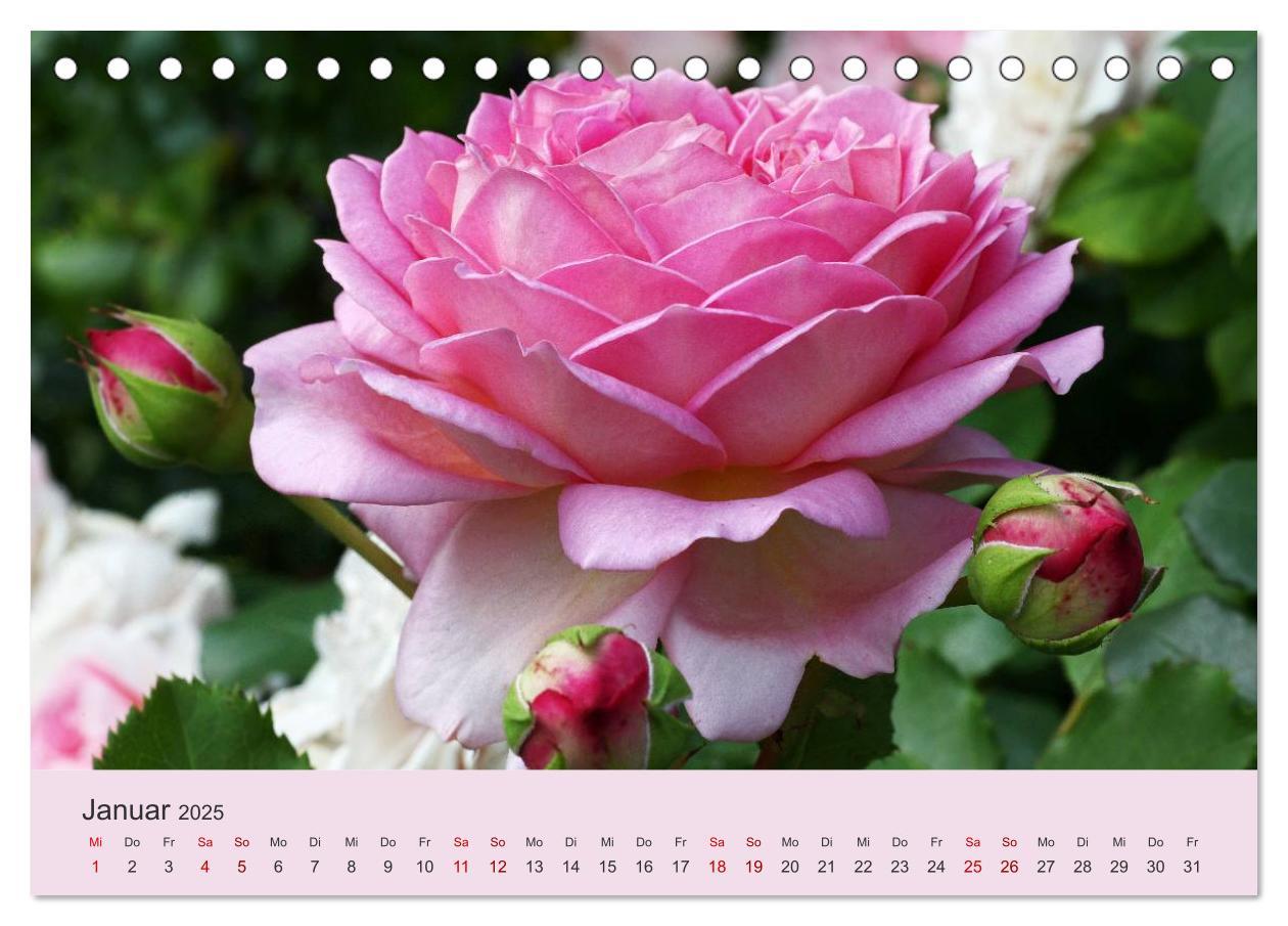 Bild: 9783435452309 | Rosen Reigen im Garten (Tischkalender 2025 DIN A5 quer), CALVENDO...