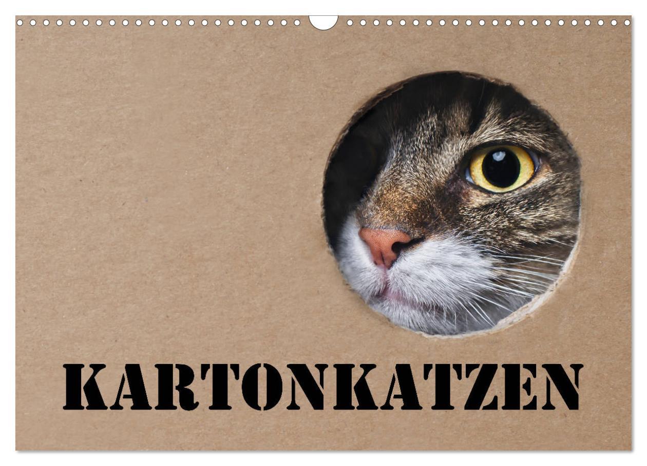 Cover: 9783435205417 | Karton Katzen (Wandkalender 2025 DIN A3 quer), CALVENDO Monatskalender