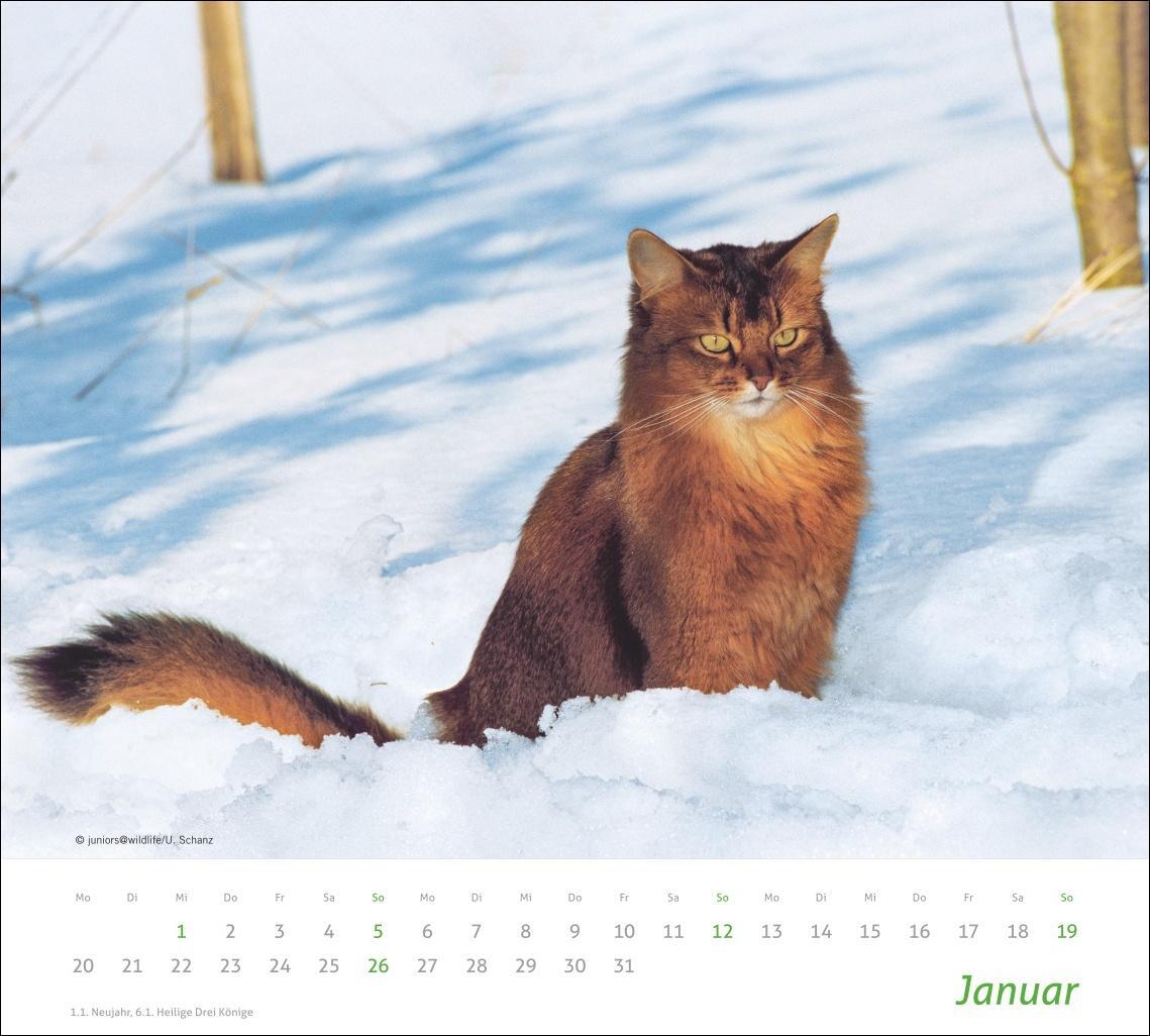 Bild: 9783756406852 | Katzen Bildkalender 2025 | Heye | Kalender | times&amp;more Kalender Heye