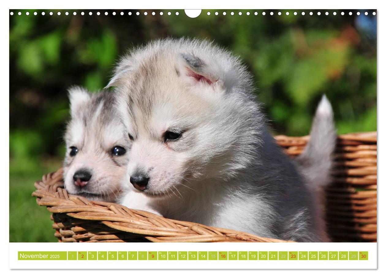 Bild: 9783435747856 | Siberian Husky - der Urtyp (Wandkalender 2025 DIN A3 quer),...