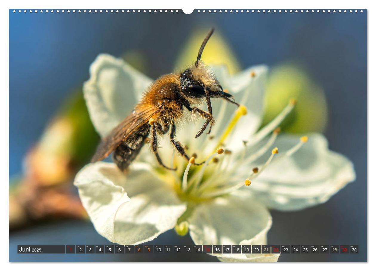 Bild: 9783383794384 | Sehe die Bienen (Wandkalender 2025 DIN A2 quer), CALVENDO...