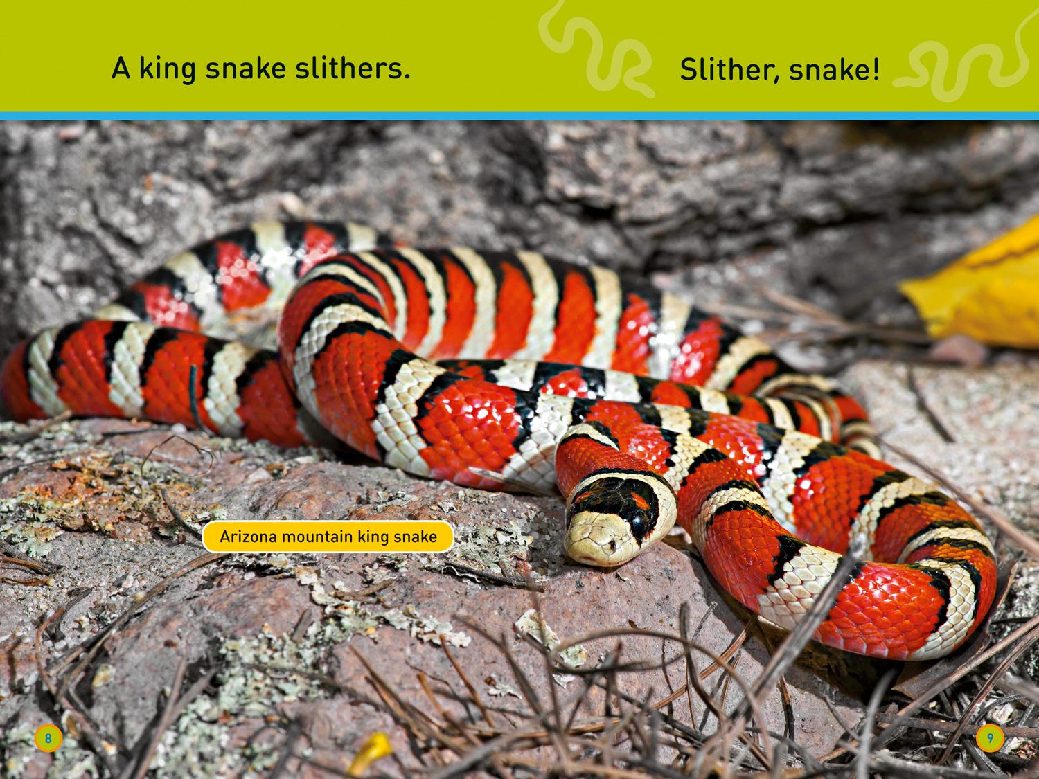 Bild: 9780008266561 | Slither, Snake! | Level 1 | National Geographic Kids (u. a.) | Buch