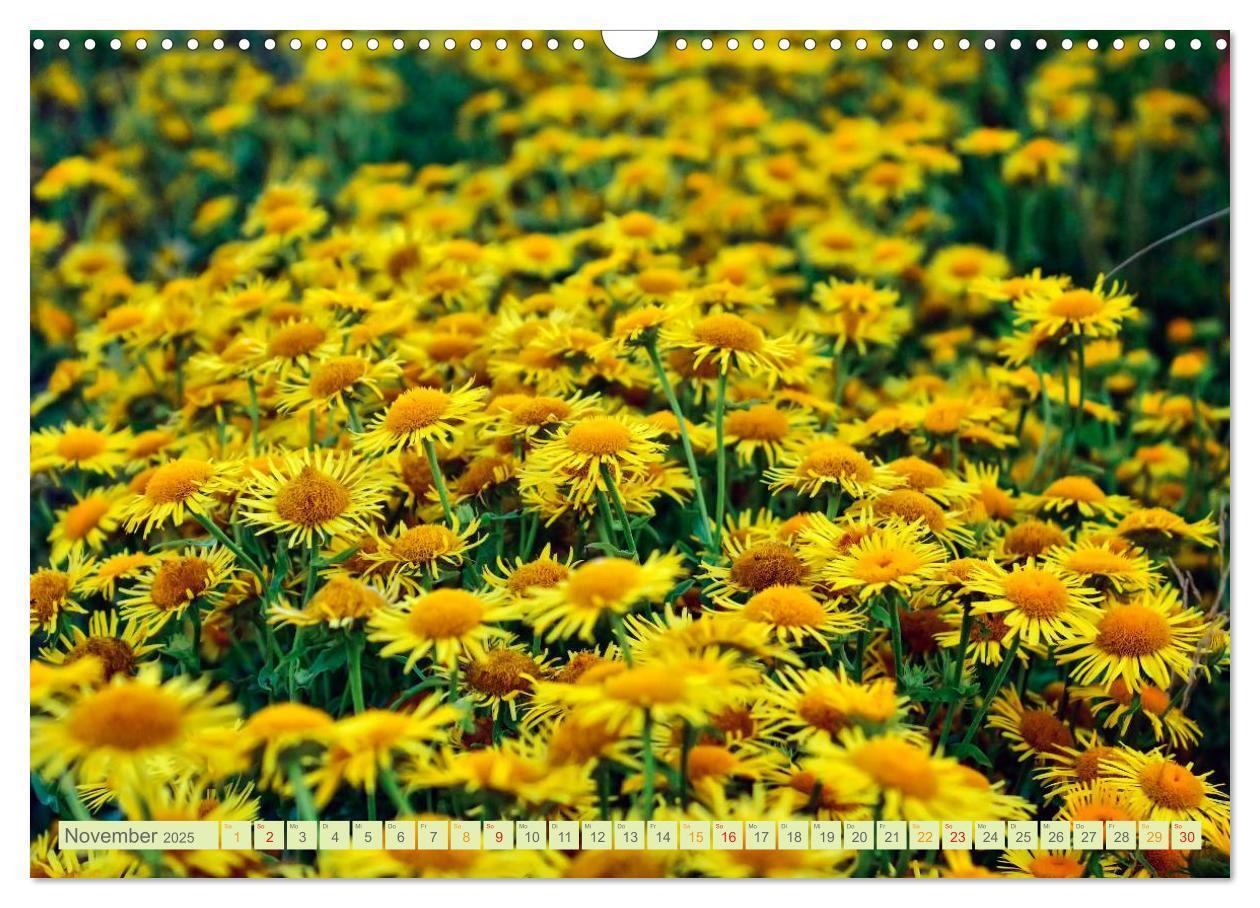 Bild: 9783435473502 | Blumenwiesen ¿ ein blütenzauberhaftes Jahr (Wandkalender 2025 DIN...