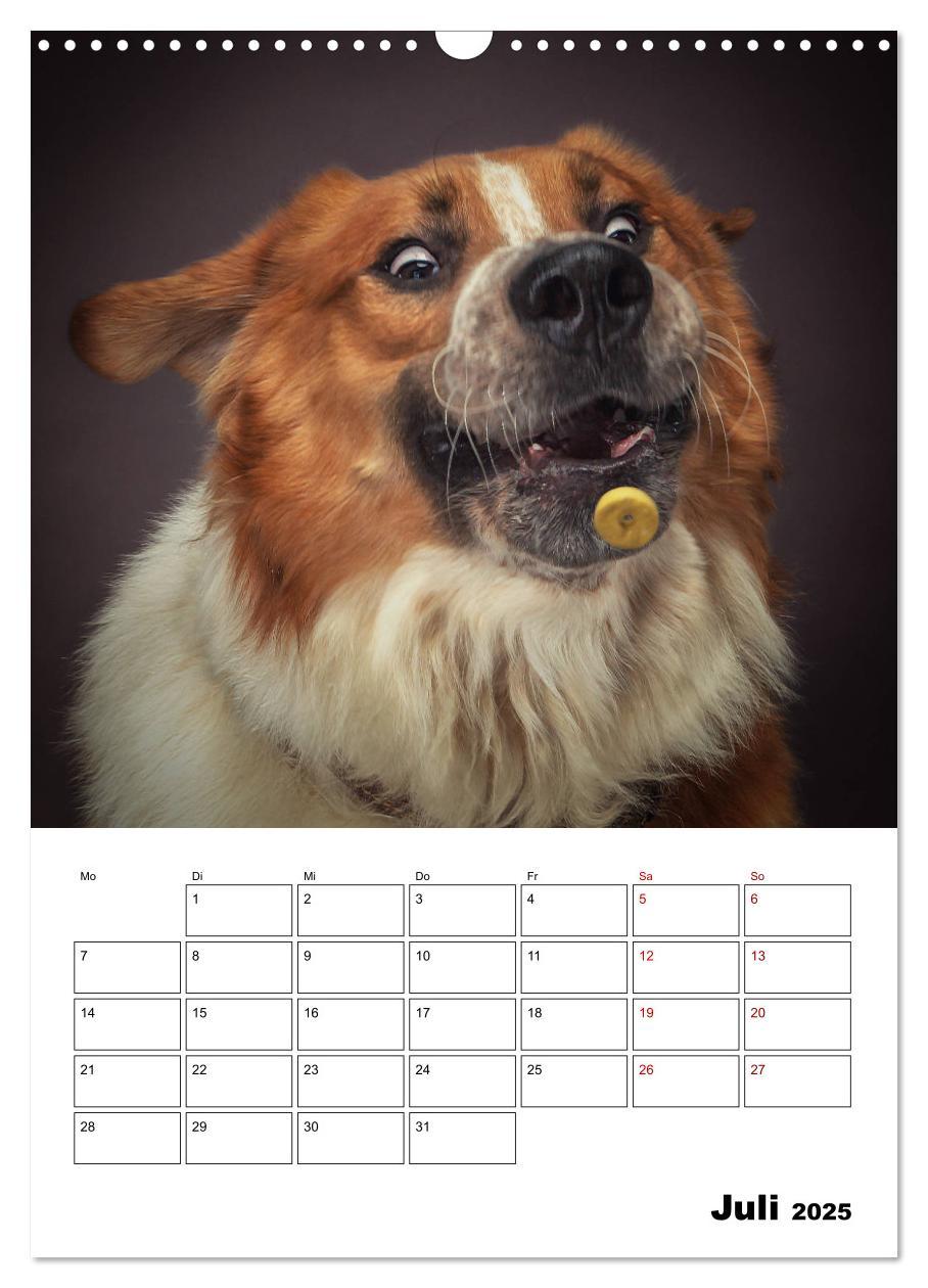 Bild: 9783435981458 | Fang das Leckerli (Wandkalender 2025 DIN A3 hoch), CALVENDO...