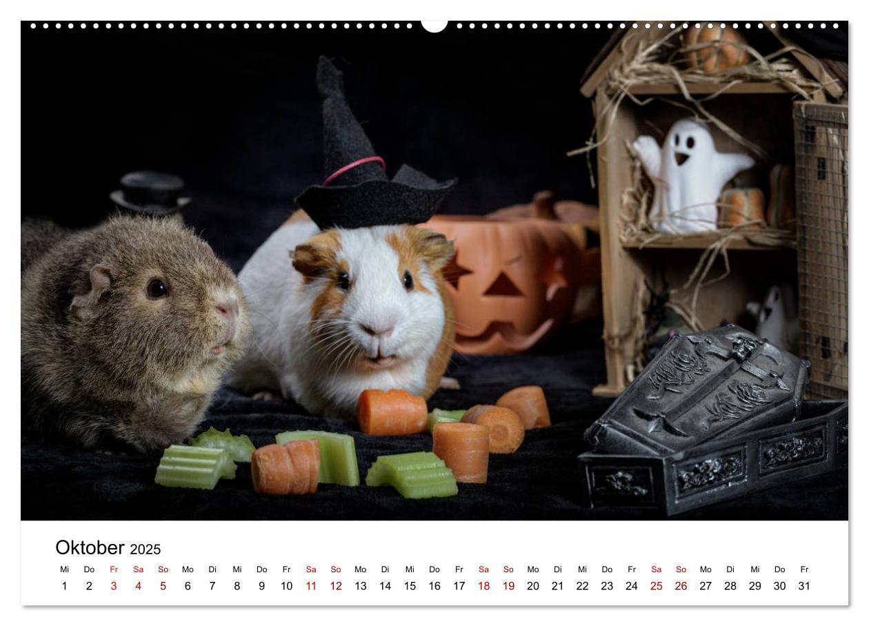 Bild: 9783435447978 | Unsere Meerschweinchen (Wandkalender 2025 DIN A2 quer), CALVENDO...