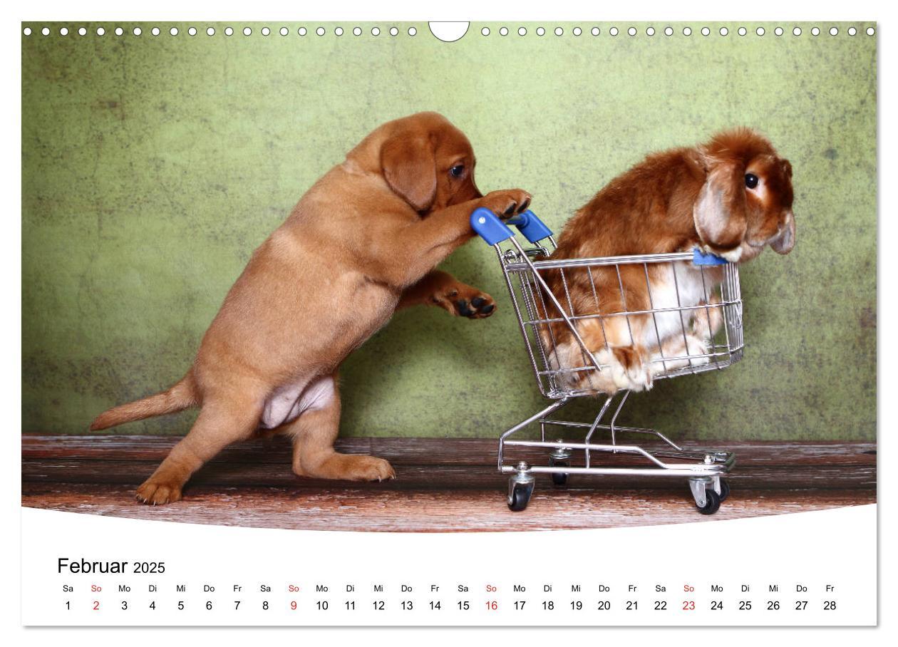 Bild: 9783435199266 | Labrador Welpen - Labrador Puppies (Wandkalender 2025 DIN A3 quer),...