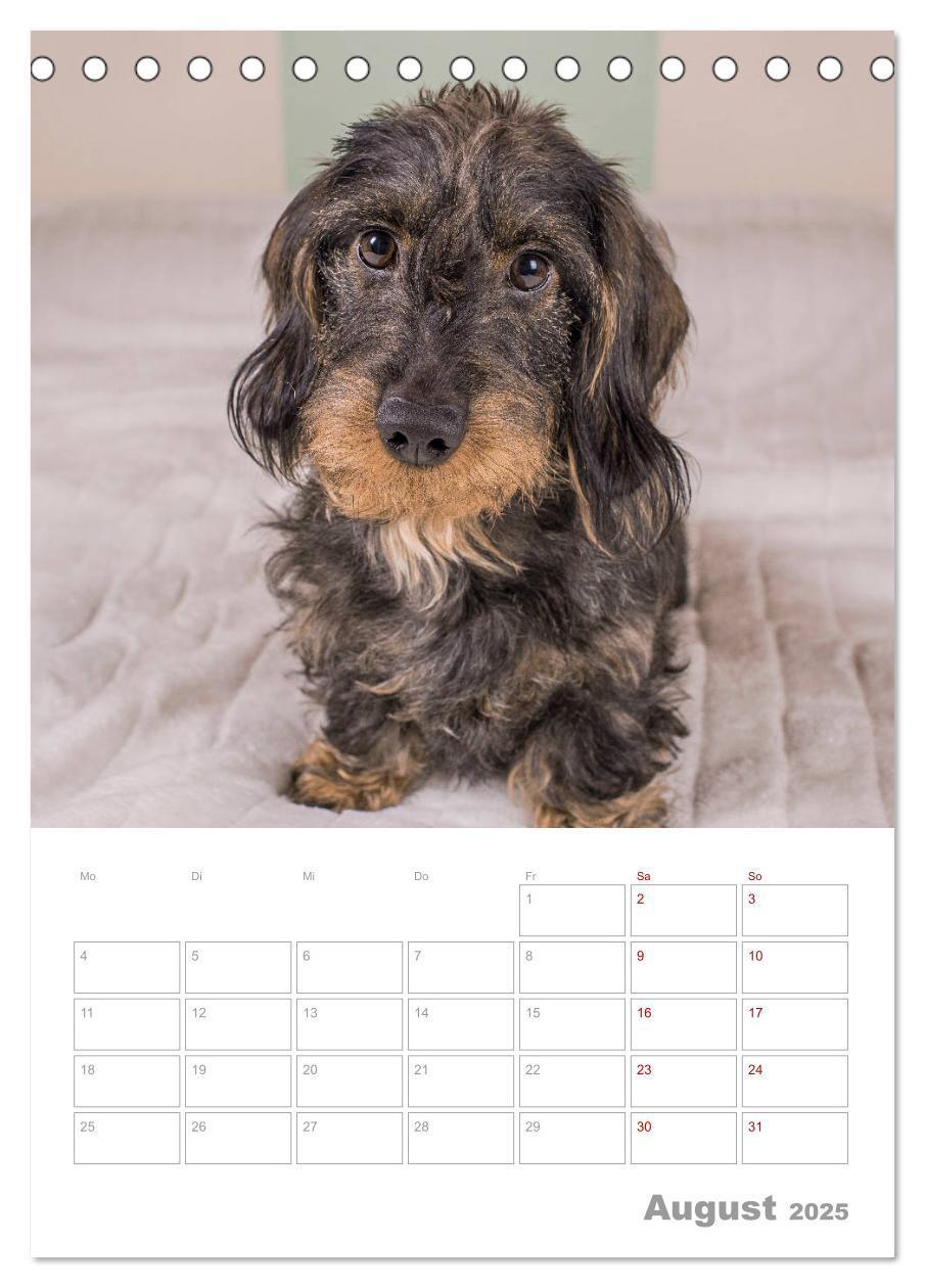 Bild: 9783435972951 | Dackelportraits (Tischkalender 2025 DIN A5 hoch), CALVENDO...