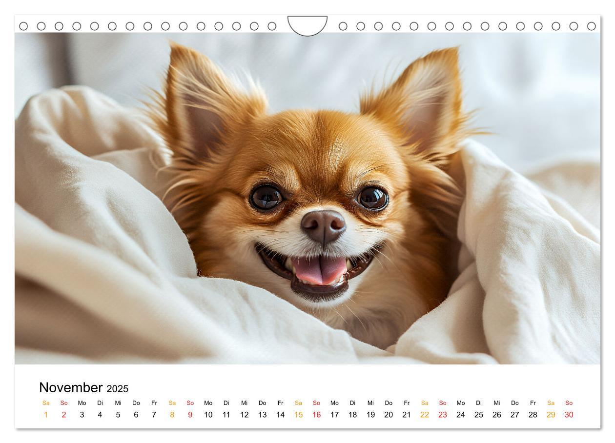 Bild: 9783457236932 | Chihuahua - kleine Energiebündel (Wandkalender 2025 DIN A4 quer),...