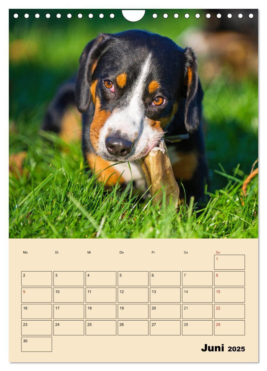 Bild: 9783435959198 | Jahresplaner Entlebucher Sennenhund (Wandkalender 2025 DIN A4...