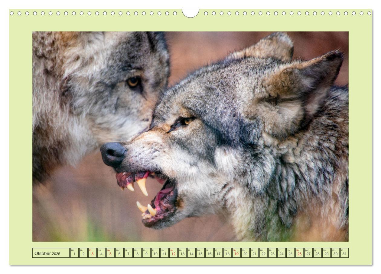 Bild: 9783383972652 | Wolf - wild und schön (Wandkalender 2025 DIN A3 quer), CALVENDO...