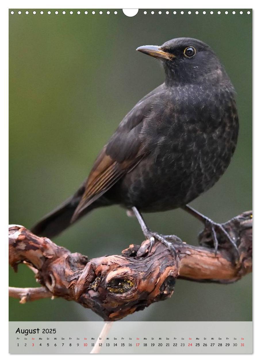 Bild: 9783457043295 | Vögel im heimischen Garten (Wandkalender 2025 DIN A3 hoch),...