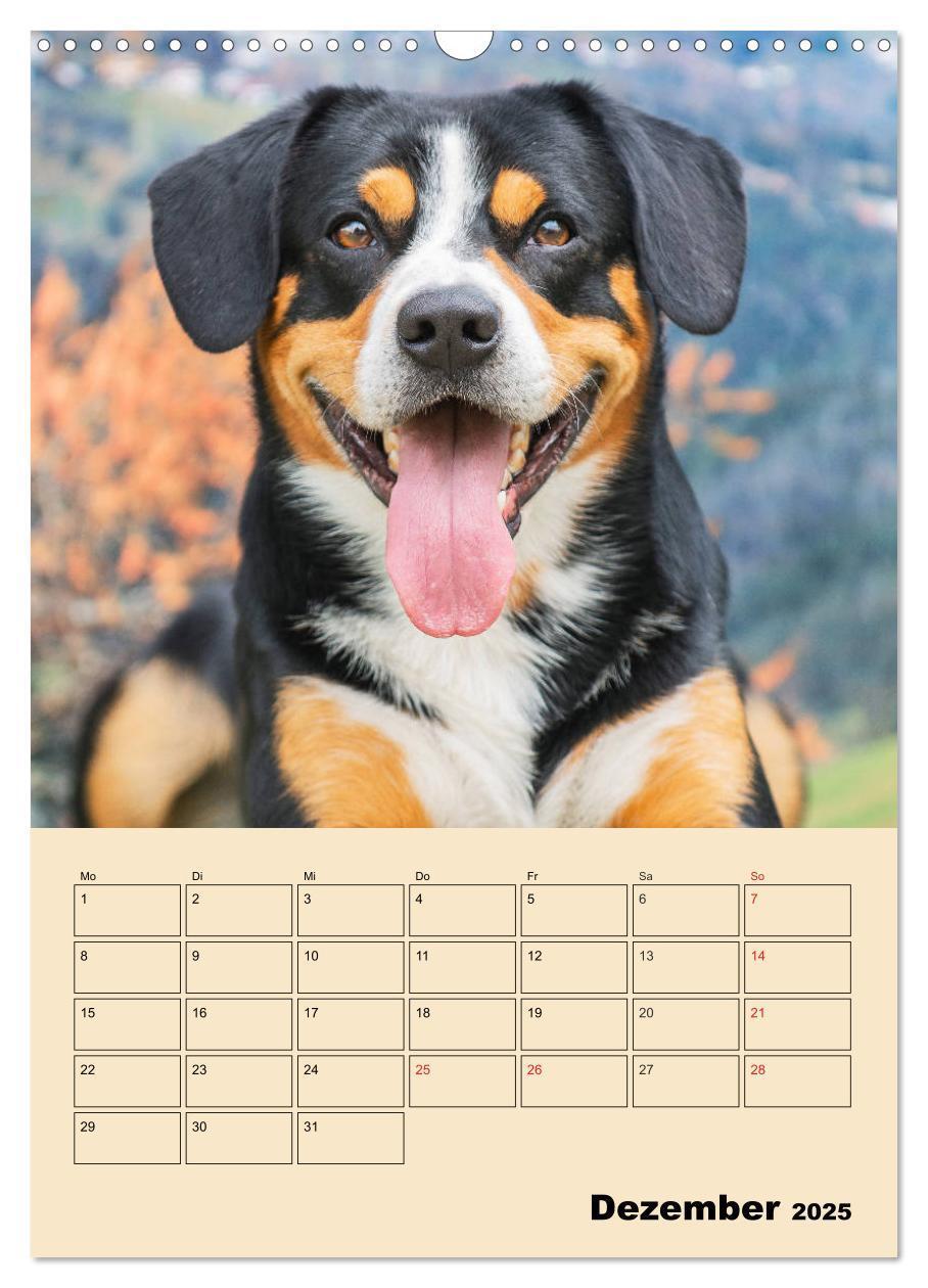 Bild: 9783435958832 | Jahresplaner Entlebucher Sennenhund (Wandkalender 2025 DIN A3...