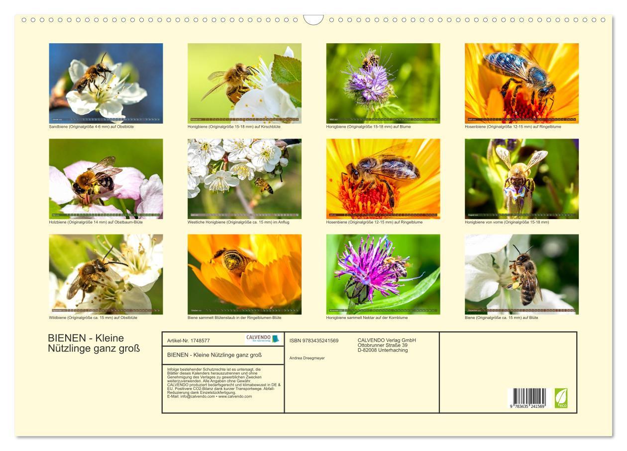 Bild: 9783435241569 | BIENEN - Kleine Nützlinge ganz groß (Wandkalender 2025 DIN A2...