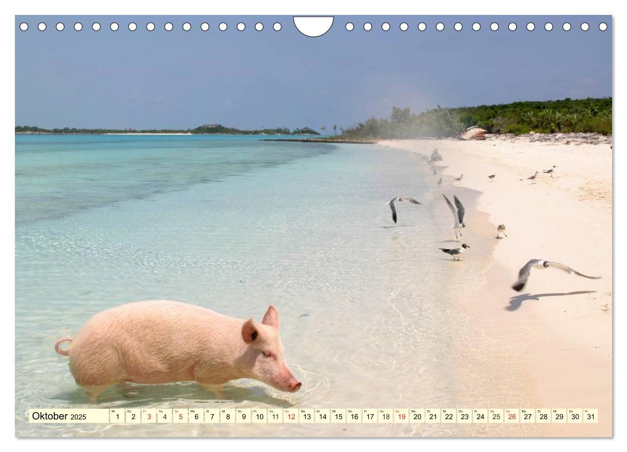 Bild: 9783435498253 | Schwimmende Schweine (Wandkalender 2025 DIN A4 quer), CALVENDO...