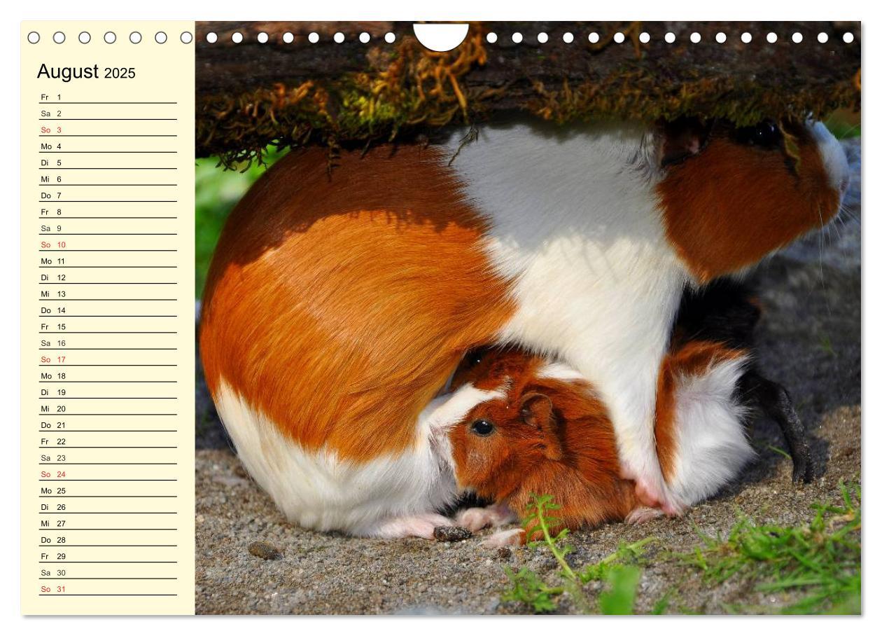 Bild: 9783435509621 | Meerschweinchen. Geliebte Nager (Wandkalender 2025 DIN A4 quer),...