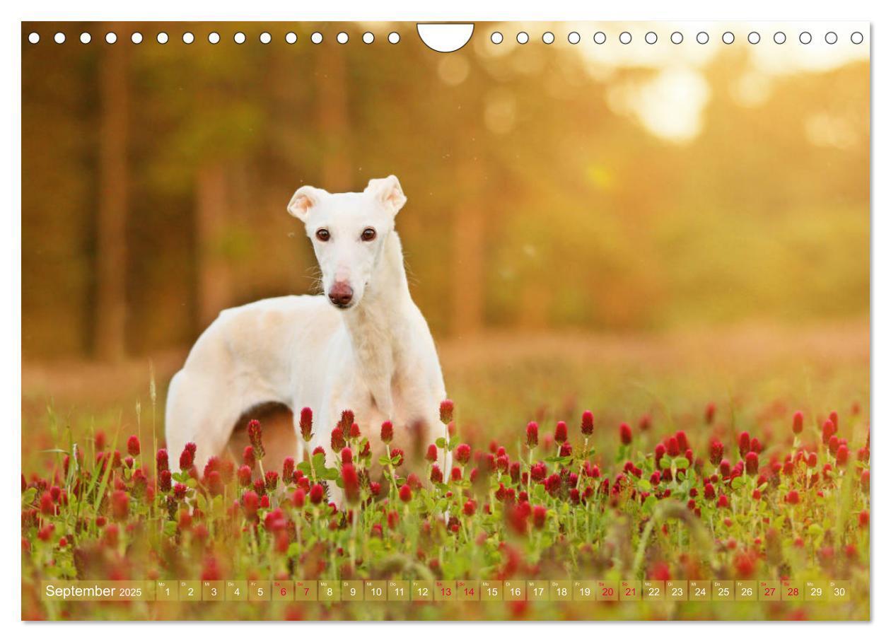 Bild: 9783435441198 | Zauberhafte Windhunde (Wandkalender 2025 DIN A4 quer), CALVENDO...