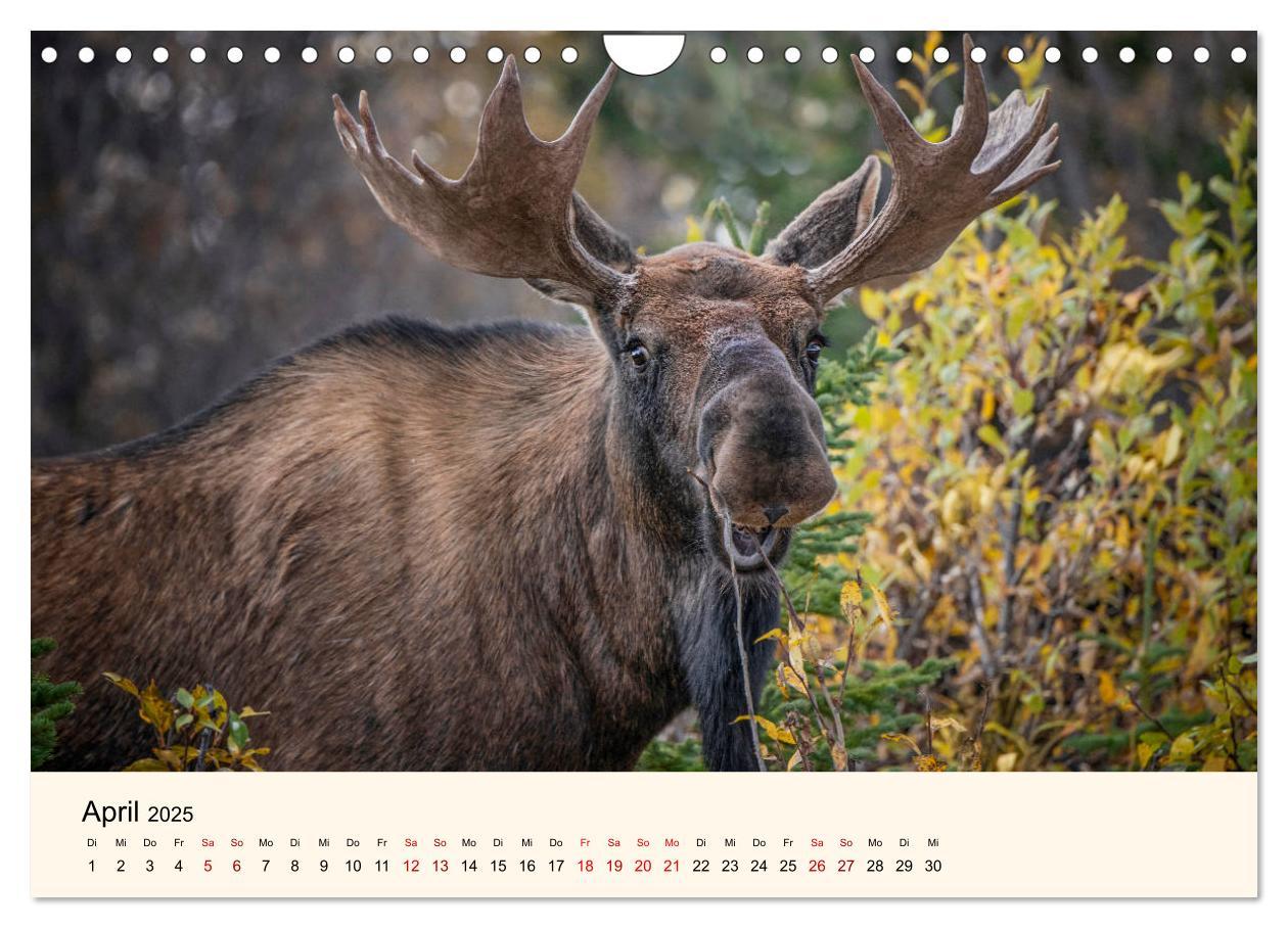 Bild: 9783435129669 | Der Elch - König des Nordens (Wandkalender 2025 DIN A4 quer),...