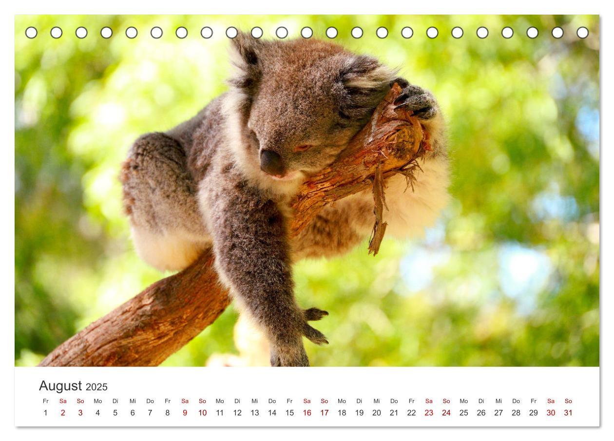 Bild: 9783383887376 | Tierisches Yoga - Eine Tierwelt voller Yogis. (Tischkalender 2025...