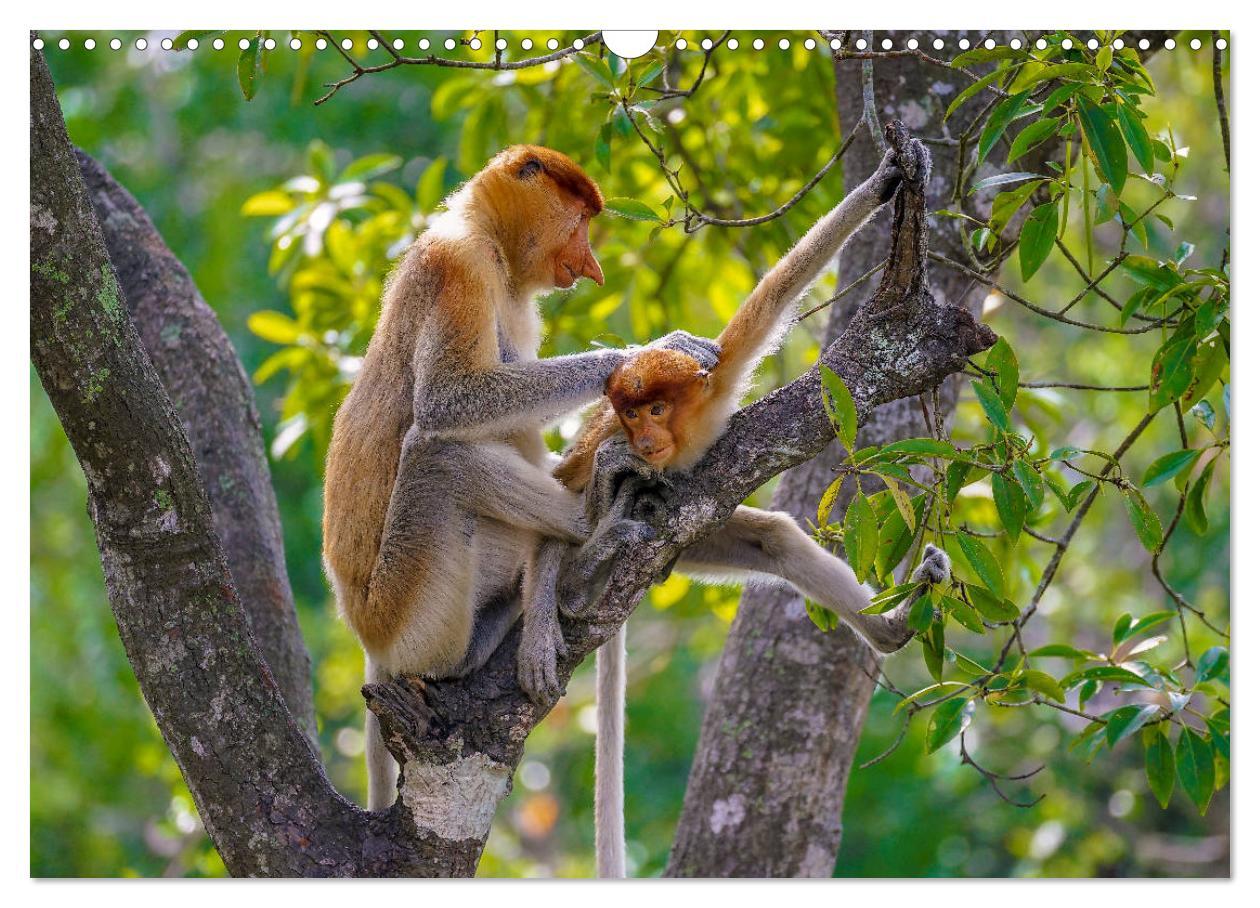 Bild: 9783435219087 | Nasenaffen von Borneo (Wandkalender 2025 DIN A3 quer), CALVENDO...