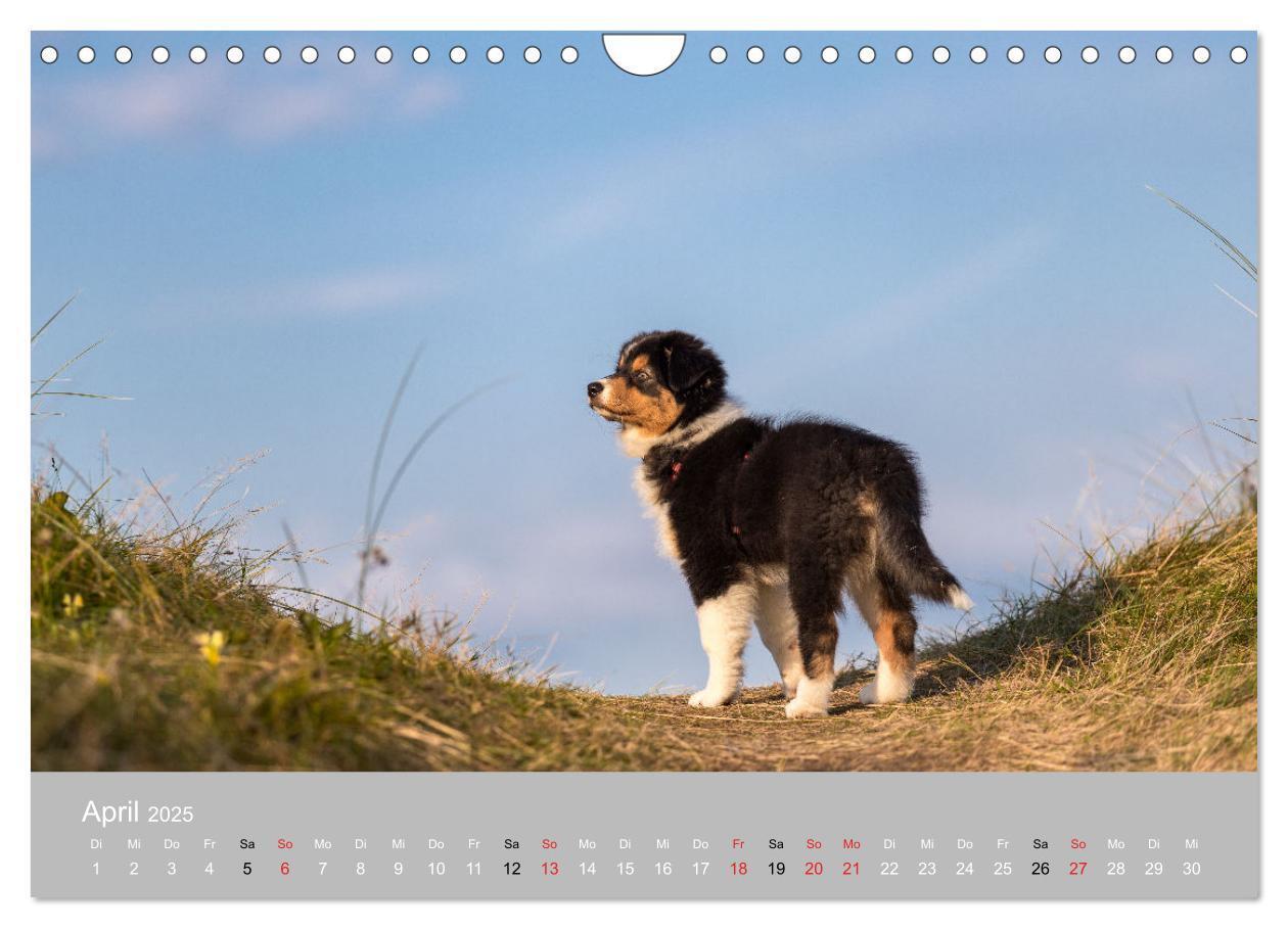 Bild: 9783435673247 | Australian Shepherd 2025 (Wandkalender 2025 DIN A4 quer), CALVENDO...