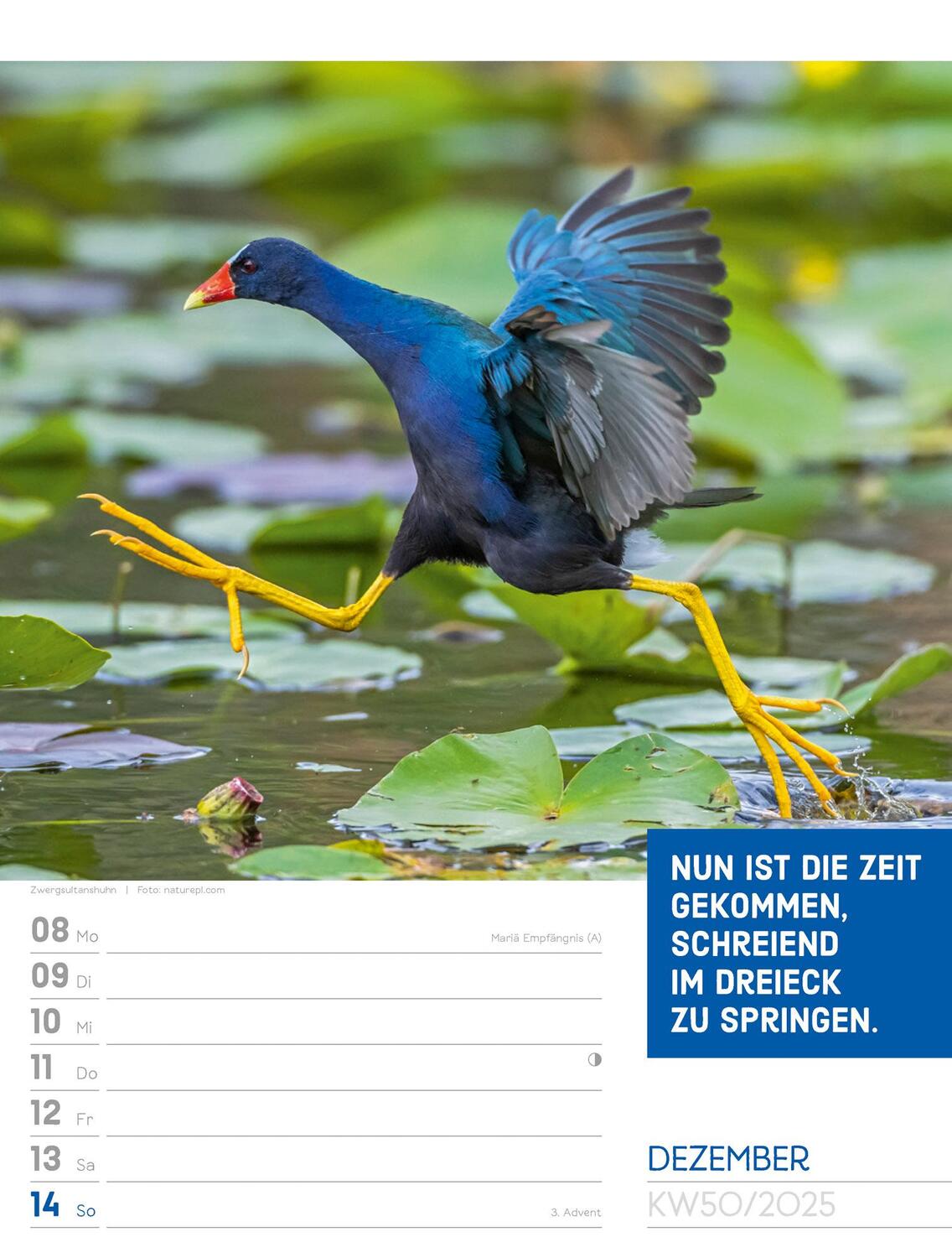 Bild: 9783838425962 | Tierisch! Sprüchekalender - Wochenplaner Kalender 2025 | Kunstverlag