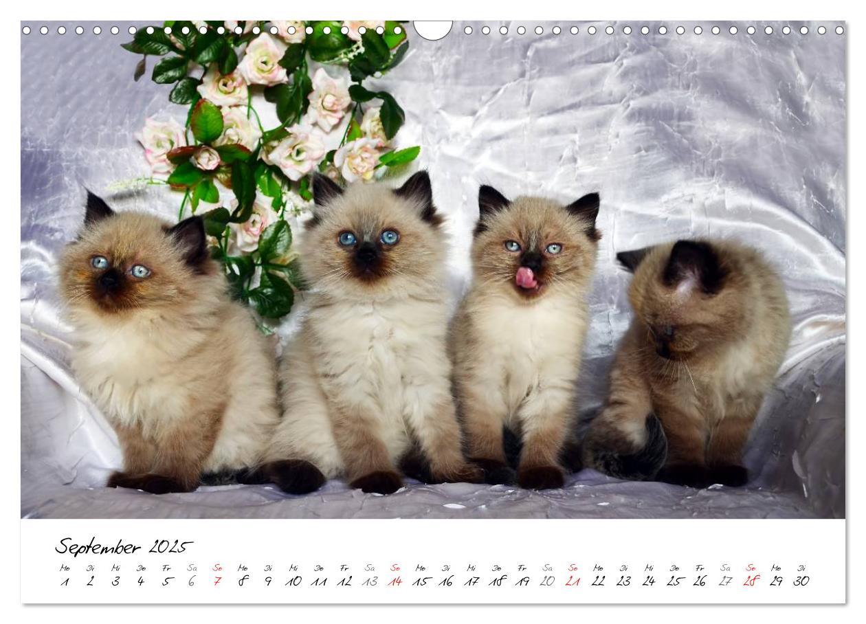 Bild: 9783435606207 | Katzenparade (Wandkalender 2025 DIN A3 quer), CALVENDO Monatskalender