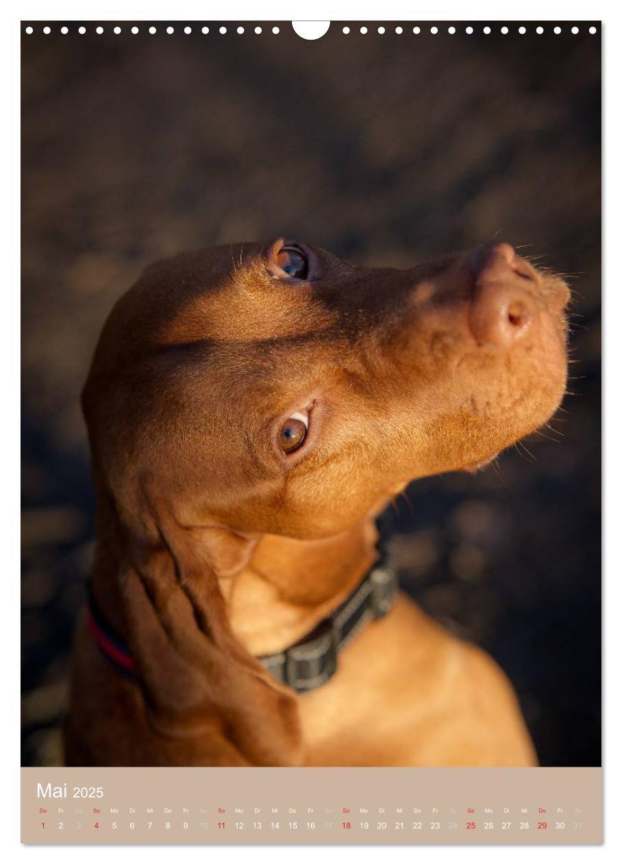 Bild: 9783457015742 | Magyar Vizsla im Portrait (Wandkalender 2025 DIN A3 hoch), CALVENDO...