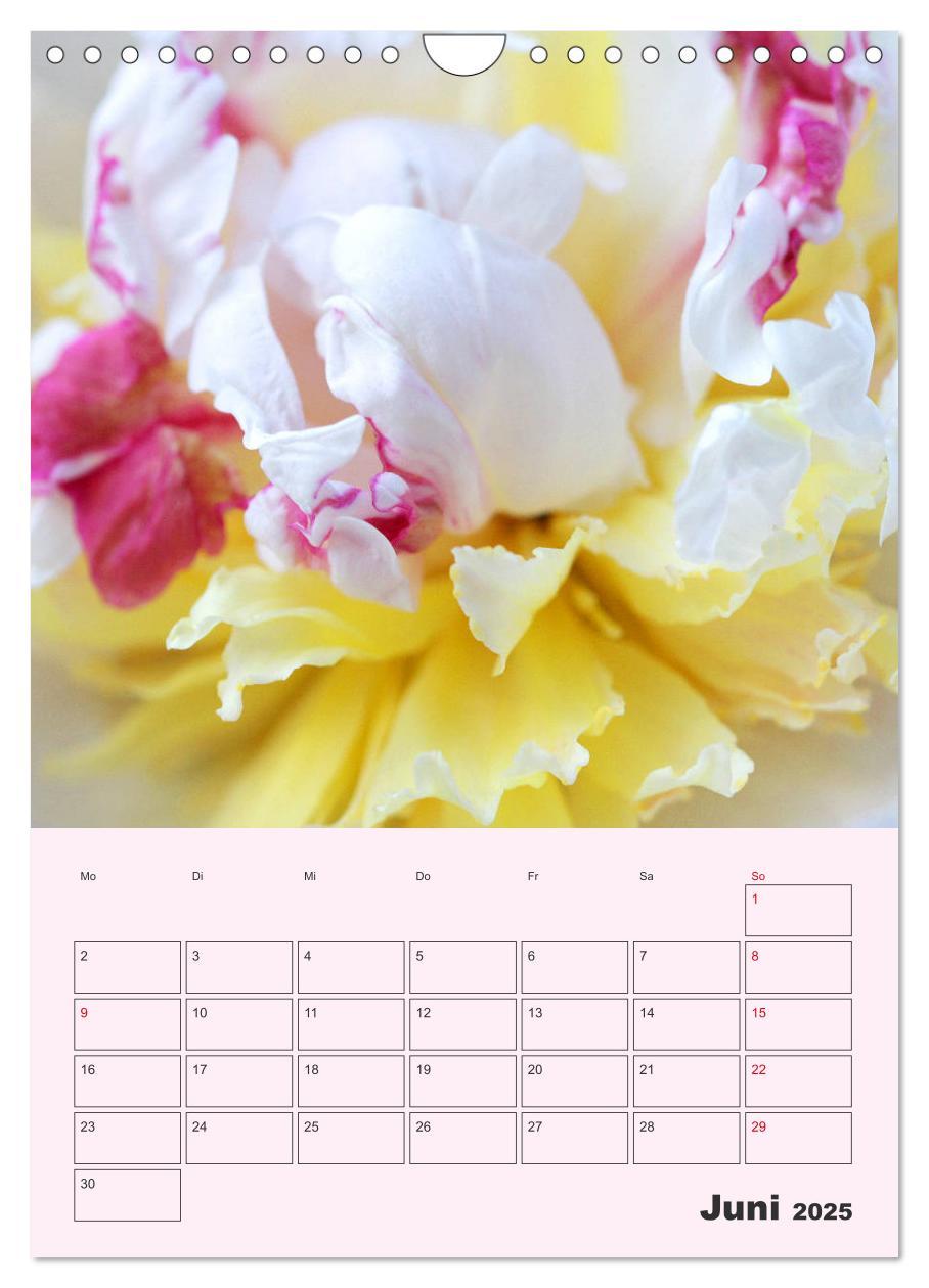 Bild: 9783435971886 | Pfingstrosen Rosen ohne Dornen (Wandkalender 2025 DIN A4 hoch),...