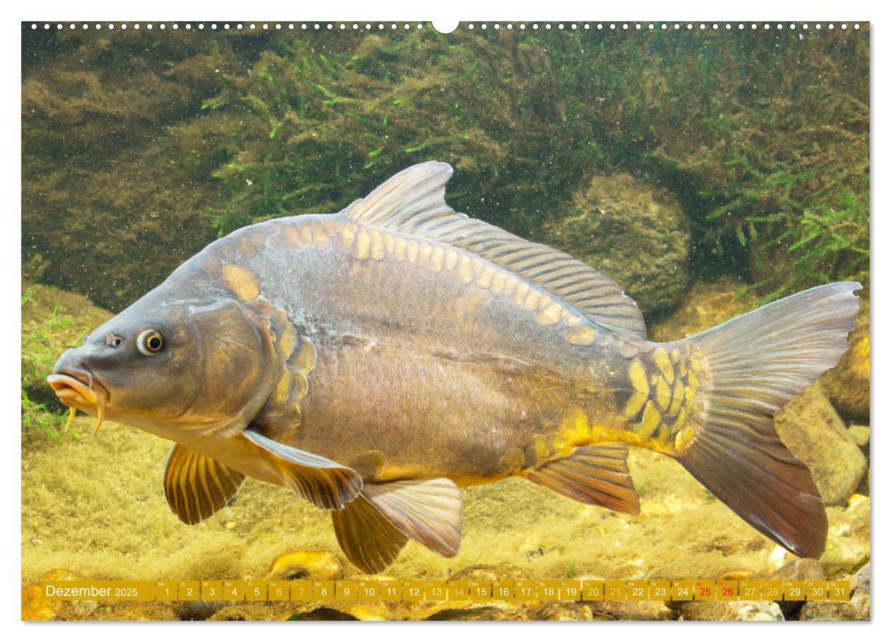 Bild: 9783383890758 | Fische in Teichen und Flüssen (hochwertiger Premium Wandkalender...