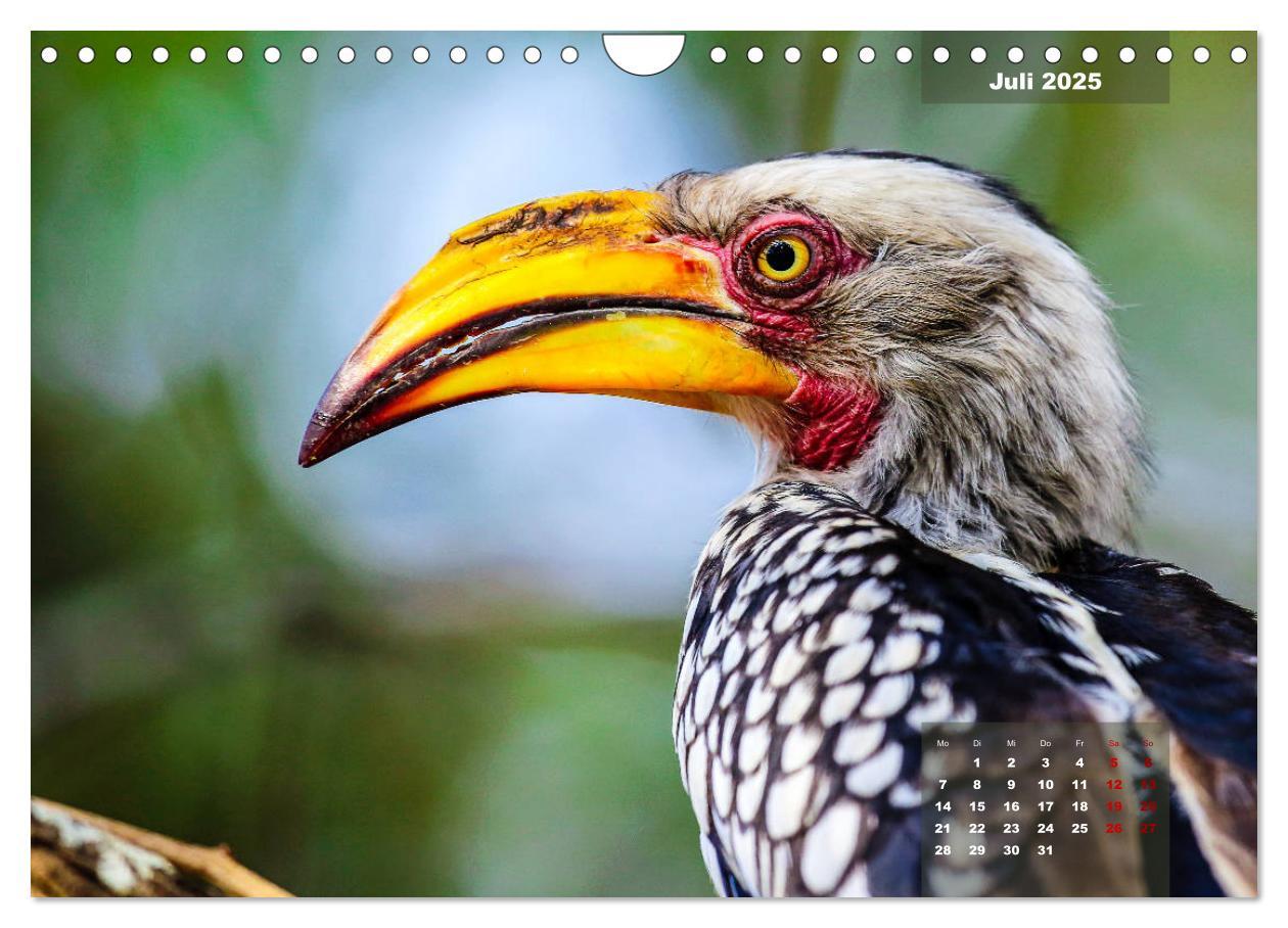 Bild: 9783435176182 | Faszinierende Tierwelt des Kruger National Parks (Wandkalender 2025...