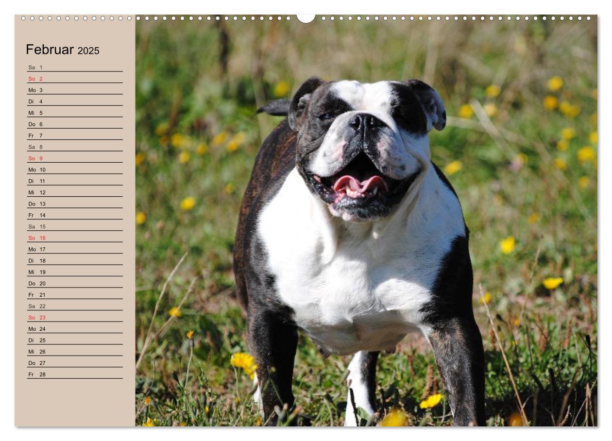 Bild: 9783435530861 | Faszination Bulldogge (hochwertiger Premium Wandkalender 2025 DIN...