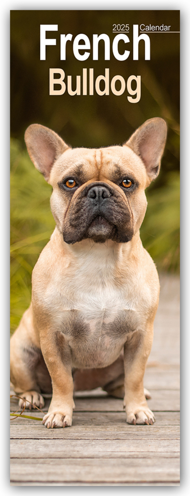 Cover: 9781804605066 | French Bulldog 2025 | Avonside Publishing Ltd | Kalender | 14 S.