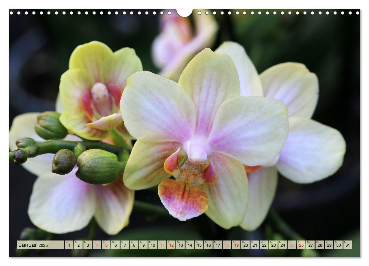 Bild: 9783383765087 | Beliebte Orchideen (Wandkalender 2025 DIN A3 quer), CALVENDO...