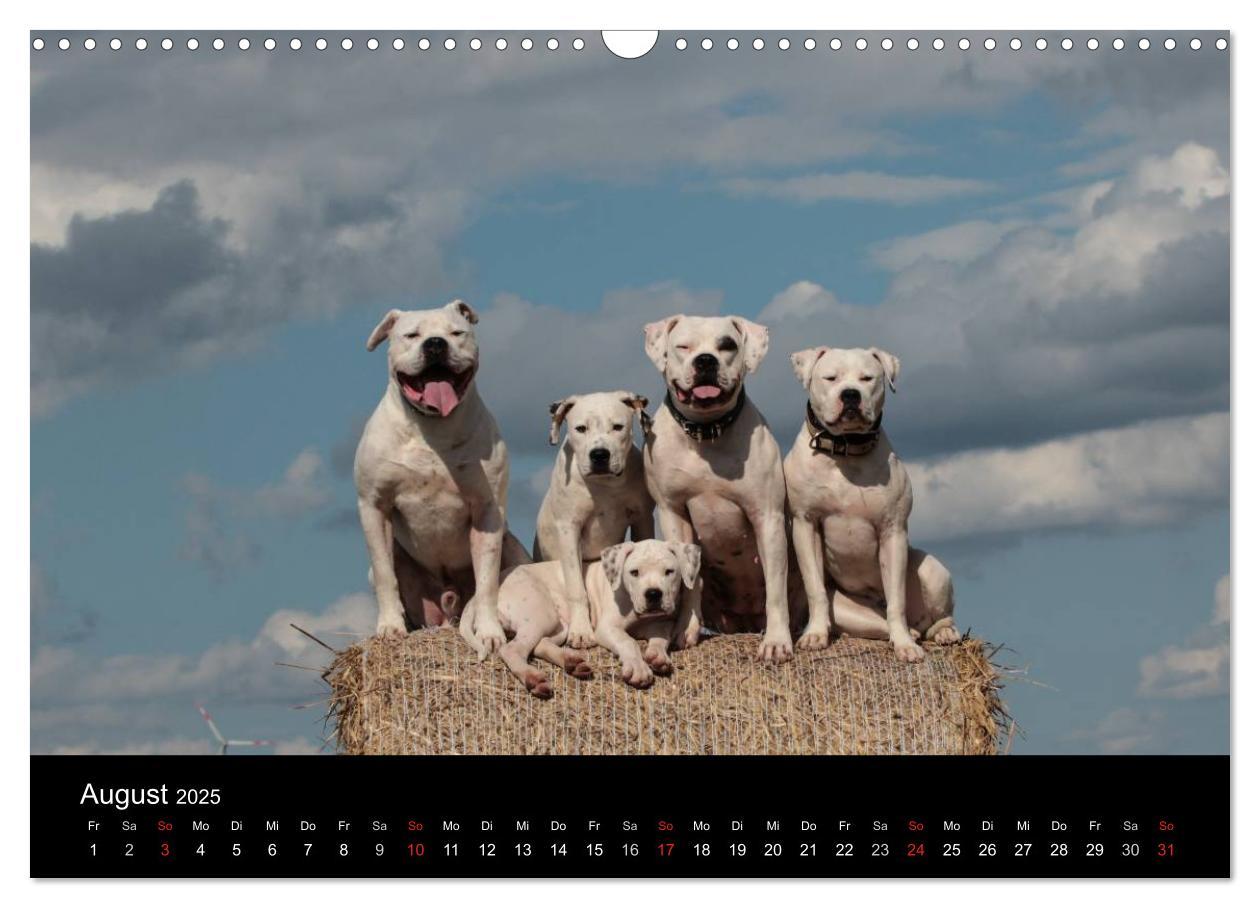 Bild: 9783435656240 | American Bulldog - stolz, loyal, einzigartig (Wandkalender 2025 DIN...