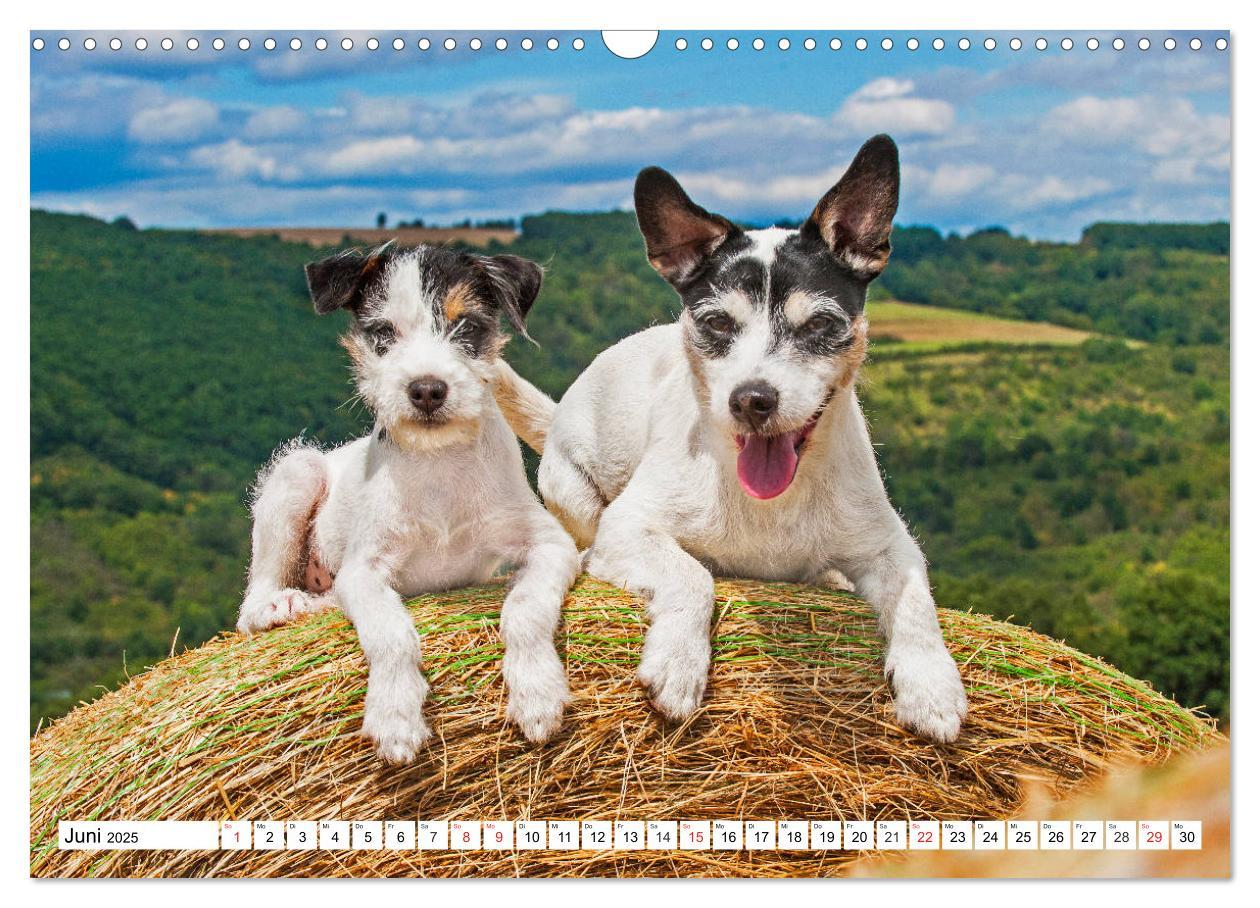 Bild: 9783435250462 | 100000 Volt auf vier Pfoten - Jack und Parson Russell Terrier...