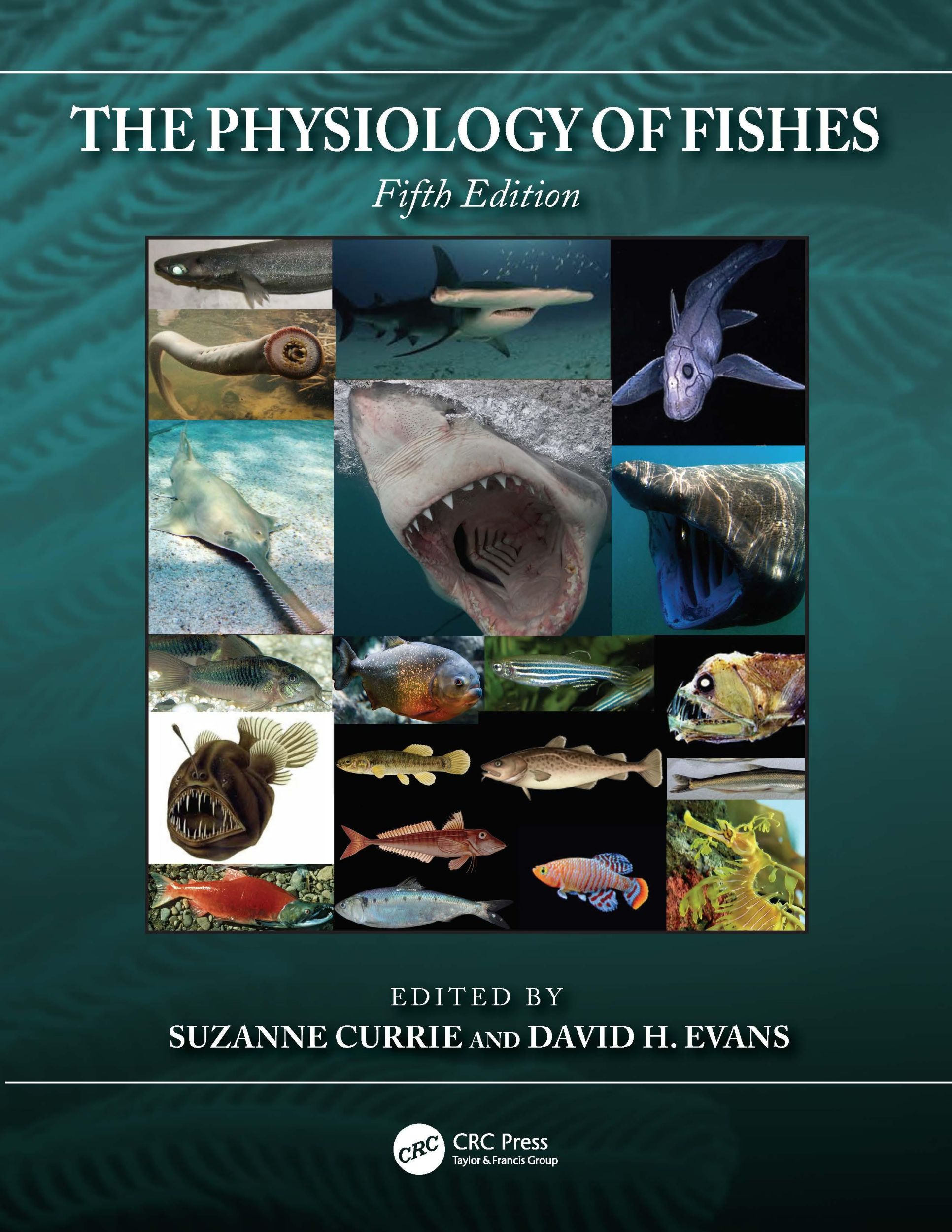 Cover: 9780367477554 | The Physiology of Fishes | David H. Evans (u. a.) | Taschenbuch | 2020