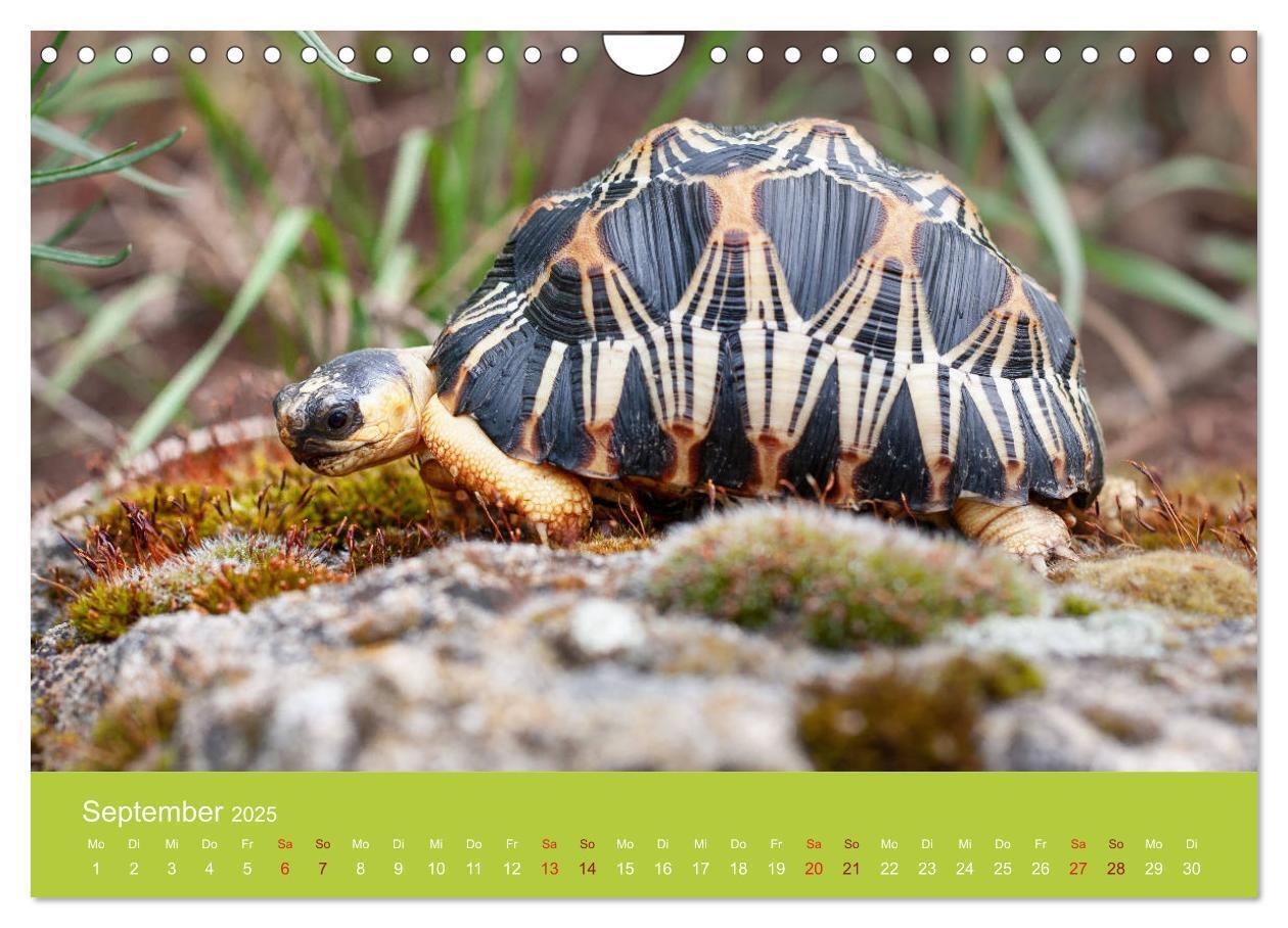 Bild: 9783435315895 | Meine Schildkröten (Wandkalender 2025 DIN A4 quer), CALVENDO...