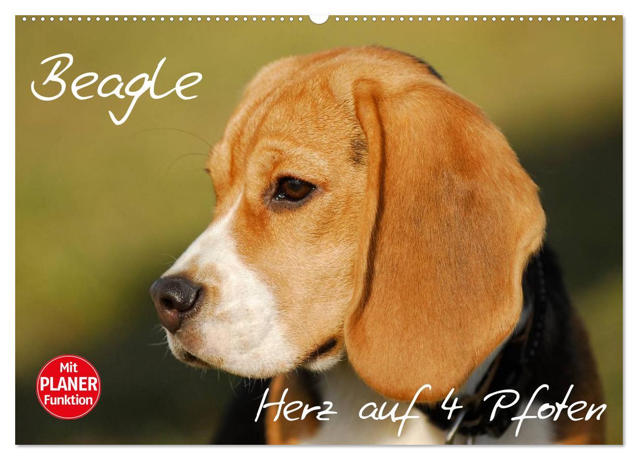 Cover: 9783435540884 | Beagle - Herz auf 4 Pfoten (Wandkalender 2025 DIN A2 quer),...