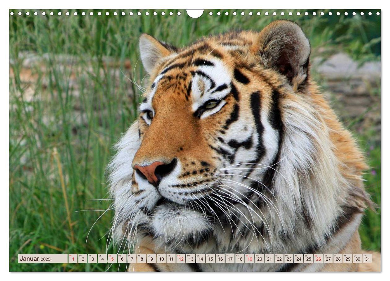 Bild: 9783435738533 | Tiger. Gestreift, wild u. schön (Wandkalender 2025 DIN A3 quer),...