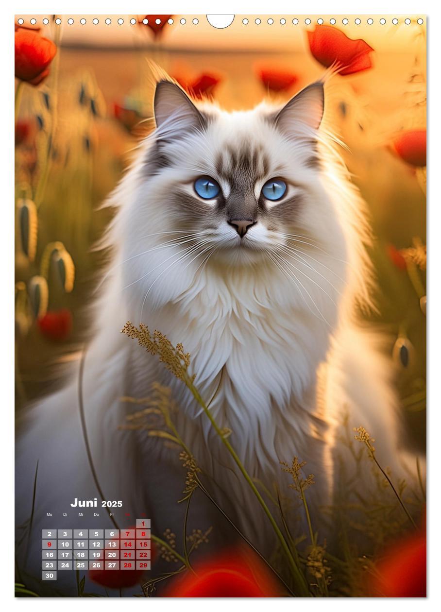 Bild: 9783383833311 | Pfotenabenteuer - Ragdolls in der Natur (Wandkalender 2025 DIN A3...