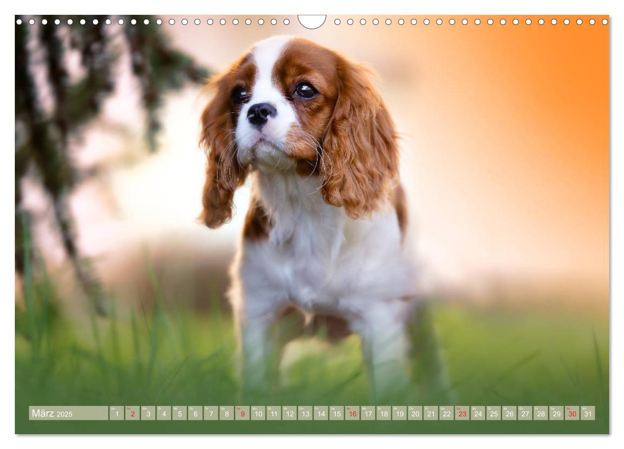 Bild: 9783435179978 | Der Welpenkalender - Cavalier King Charles Spaniel (Wandkalender...