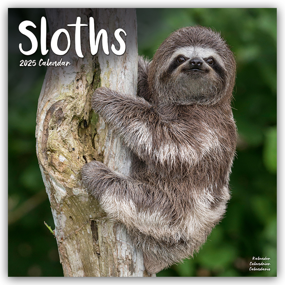 Cover: 9781804604519 | Sloths - Faultiere 2025 - 16-Monatskalender | Avonside Publishing Ltd