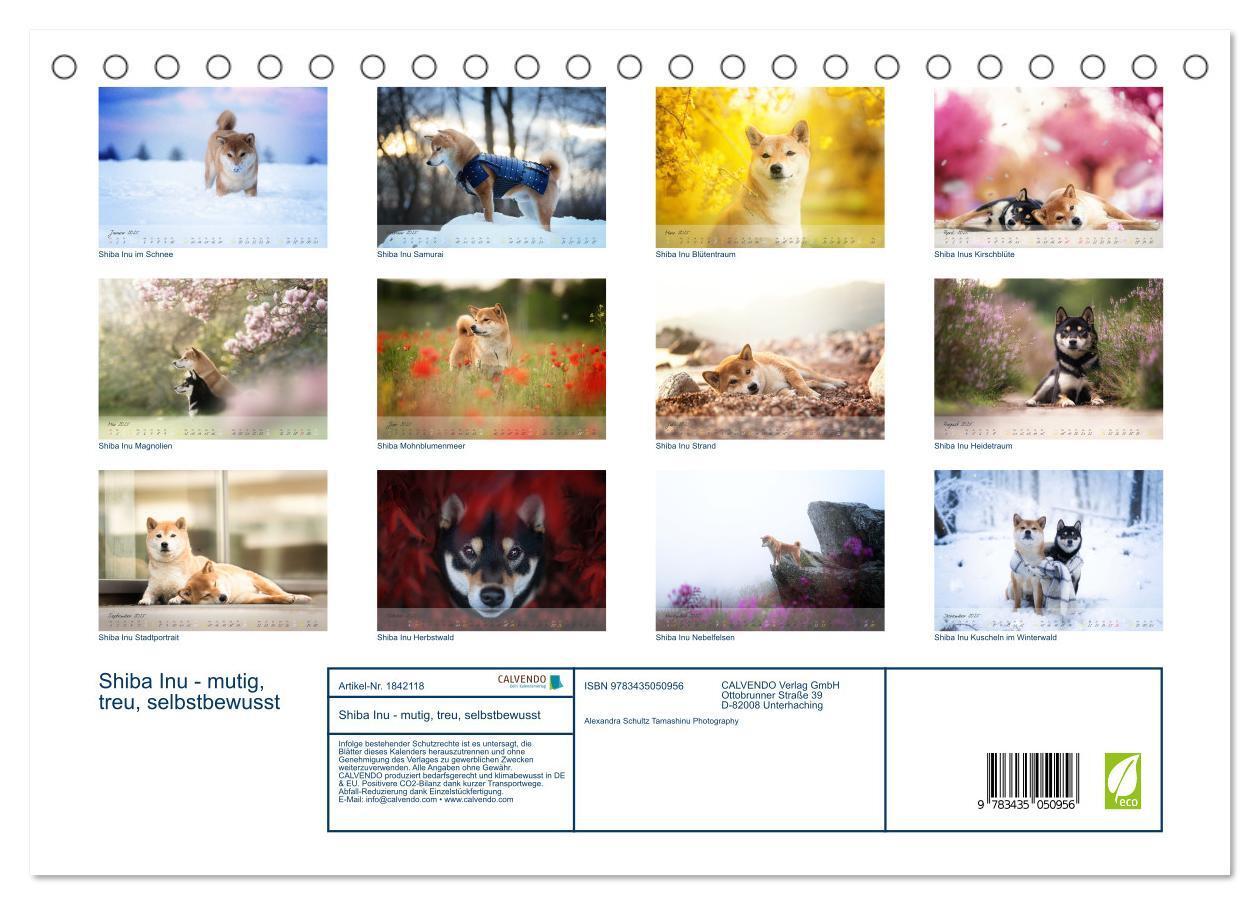 Bild: 9783435050956 | Shiba Inu - mutig, treu, selbstbewusst (Tischkalender 2025 DIN A5...