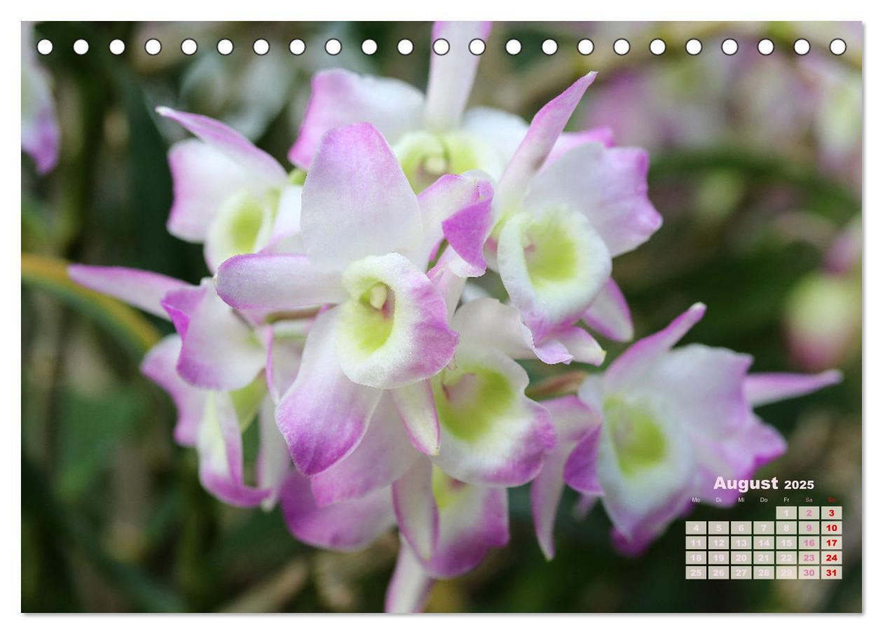 Bild: 9783383914799 | Schönste Orchideen (Tischkalender 2025 DIN A5 quer), CALVENDO...