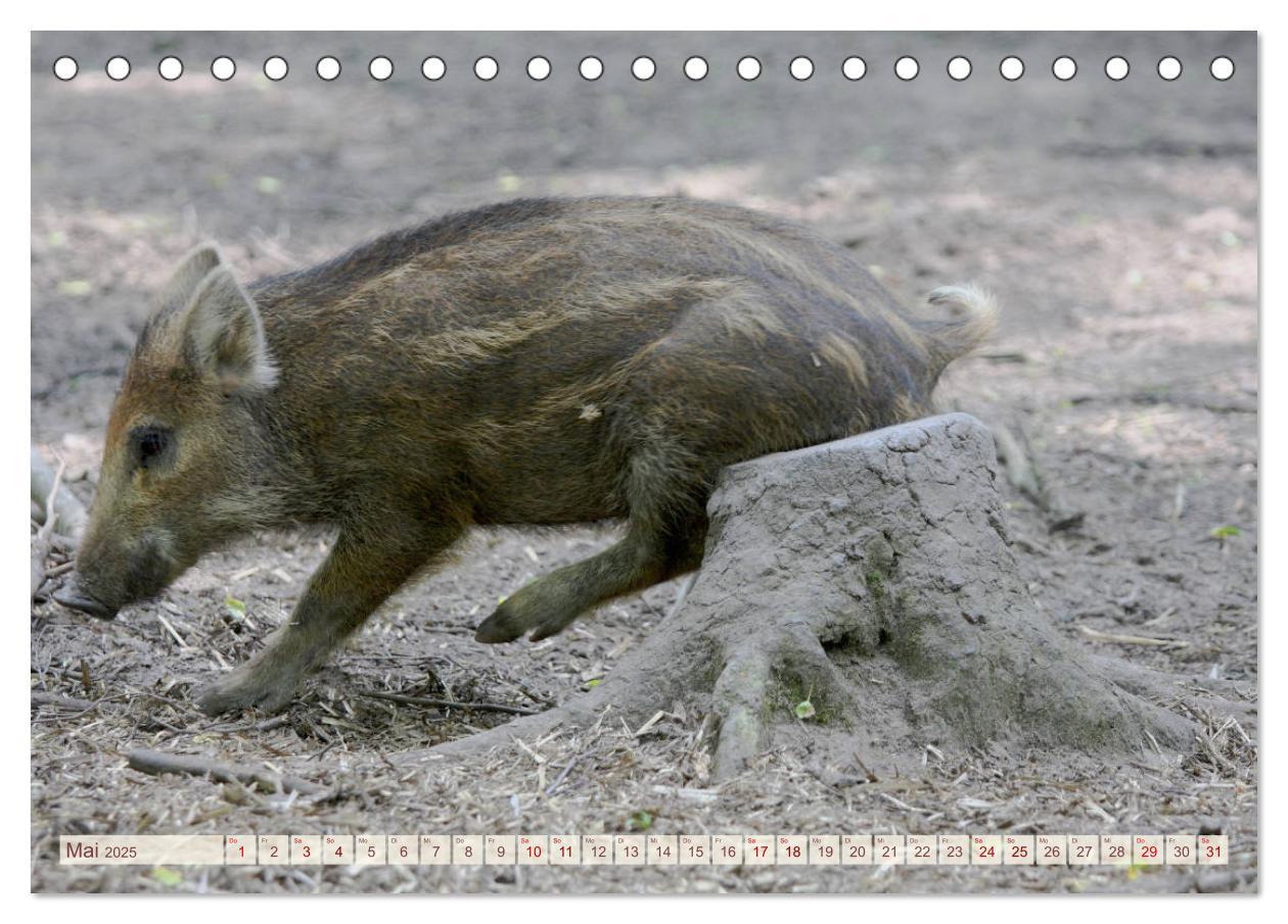 Bild: 9783435410293 | Tierische Schweinerei (Tischkalender 2025 DIN A5 quer), CALVENDO...