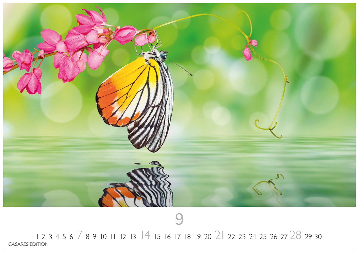 Bild: 9781835241295 | Schmetterlinge 2025 S 24x35cm | Kalender | 14 S. | Deutsch | 2025